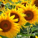 Potlood met zaden (Zonnebloem) met gravure